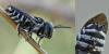 Coelioxys sp.